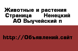  Животные и растения - Страница 11 . Ненецкий АО,Выучейский п.